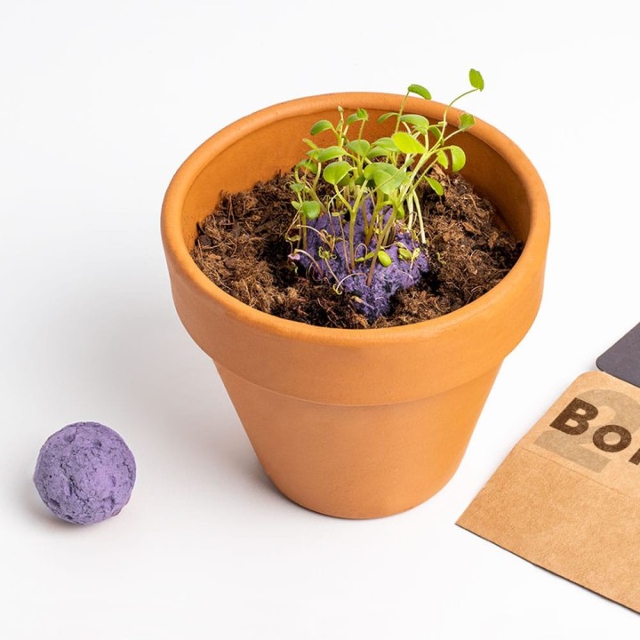 Biodiversity Seed Bombs (Purple Wildflowers) | Seeds