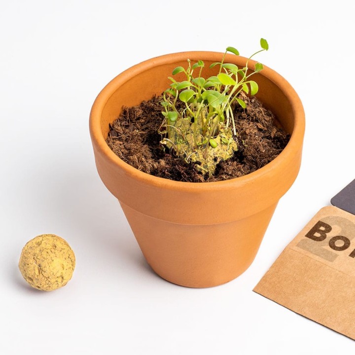 Biodiversity Seed Bombs (Save the bees) | Seeds