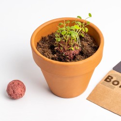 Biodiversity Seed Bombs (Wildflowers, Red)