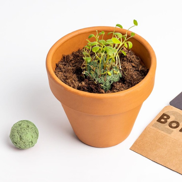Biodiversity Seed Bombs (Mediterranean Garden)