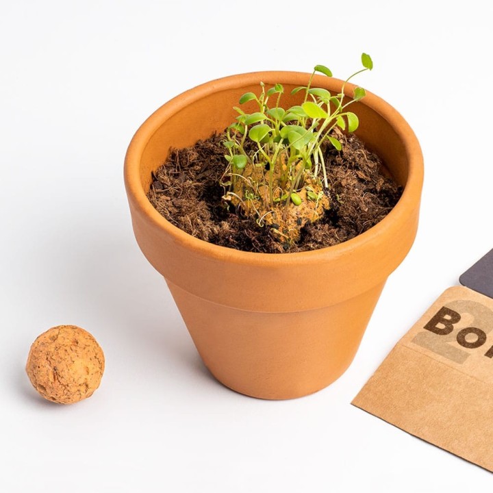 Biodiversity Seed Bombs (Orange Wildflowers) | Seeds