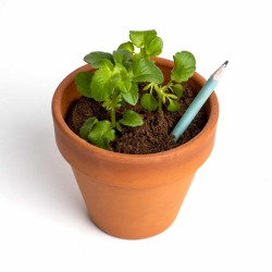 Plantable Pencils (1 unit)
