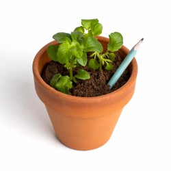 Plantable Pencils (6 units)