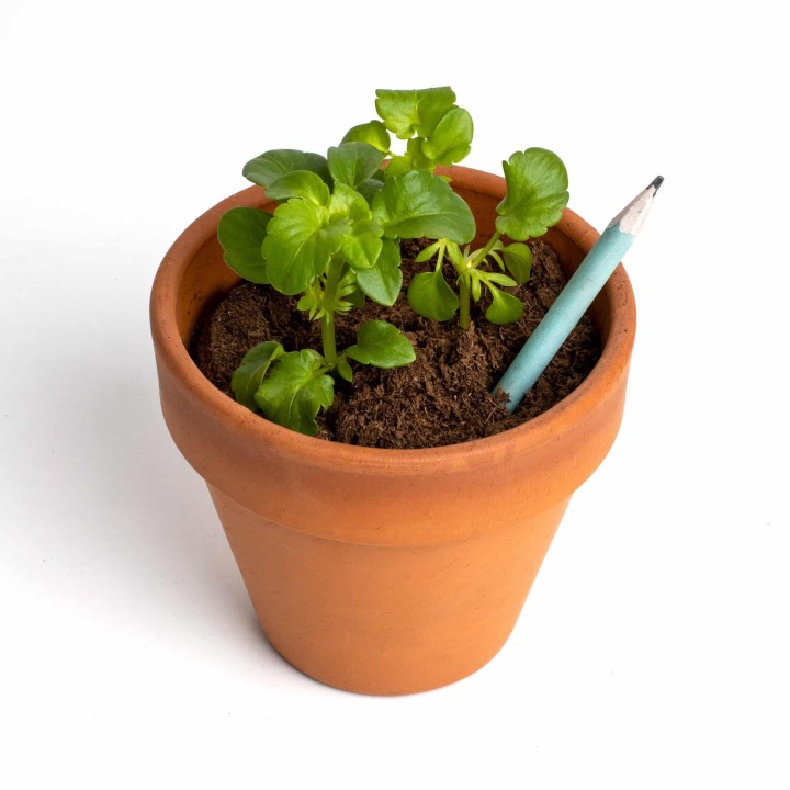 Plantable pencils, pencils with seeds to give as gifts | Seed store