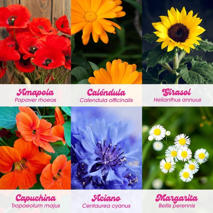 Flower Power - Flower Self-Cultivation Kit | Seed Kit