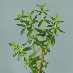 congona plant