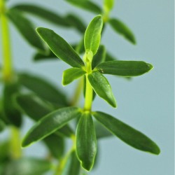 Peperomia inaequalifolia plant