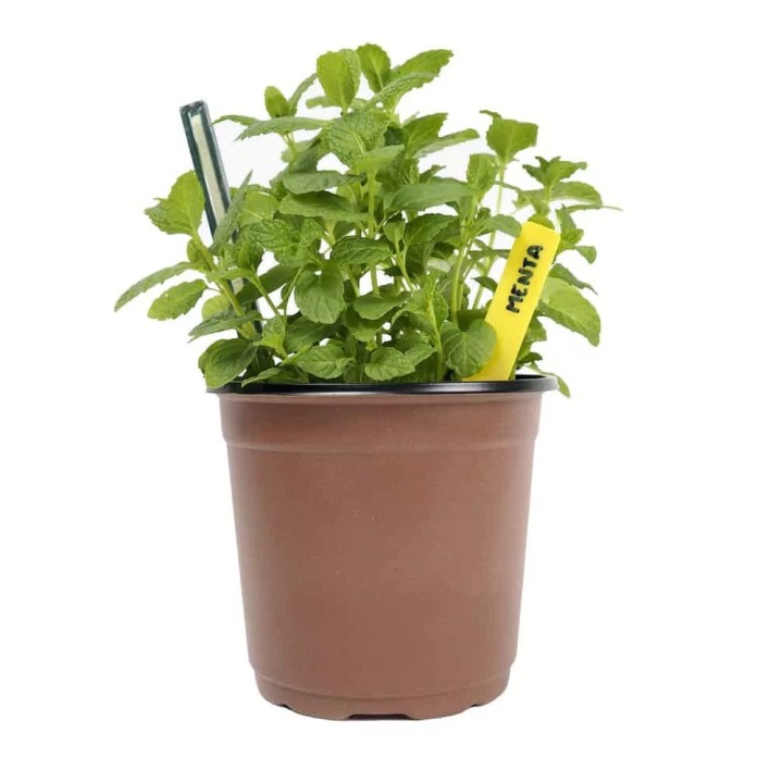 Cultivation pots Ø9cm (8 pcs) for seeds and cuttings.