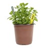 Cultivation pots Ø9cm (8 pcs)