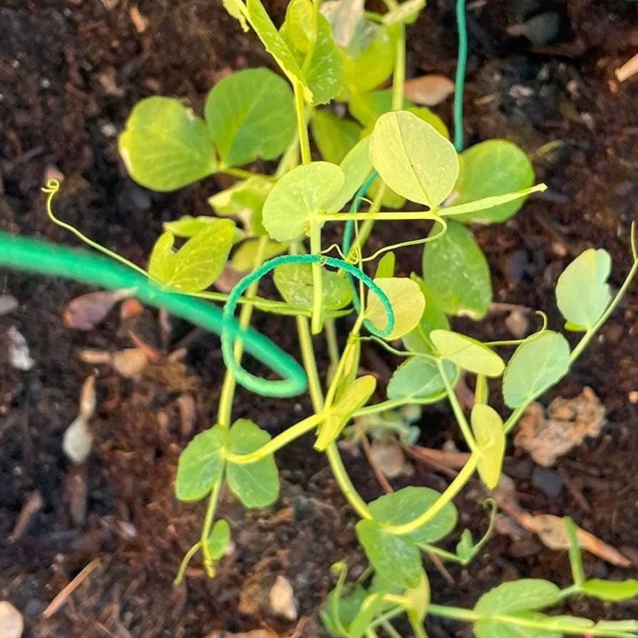 Rough tie for climbing plants, 50 meters.