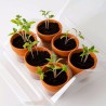 Mini Greenhouse for Organic Tomatoes