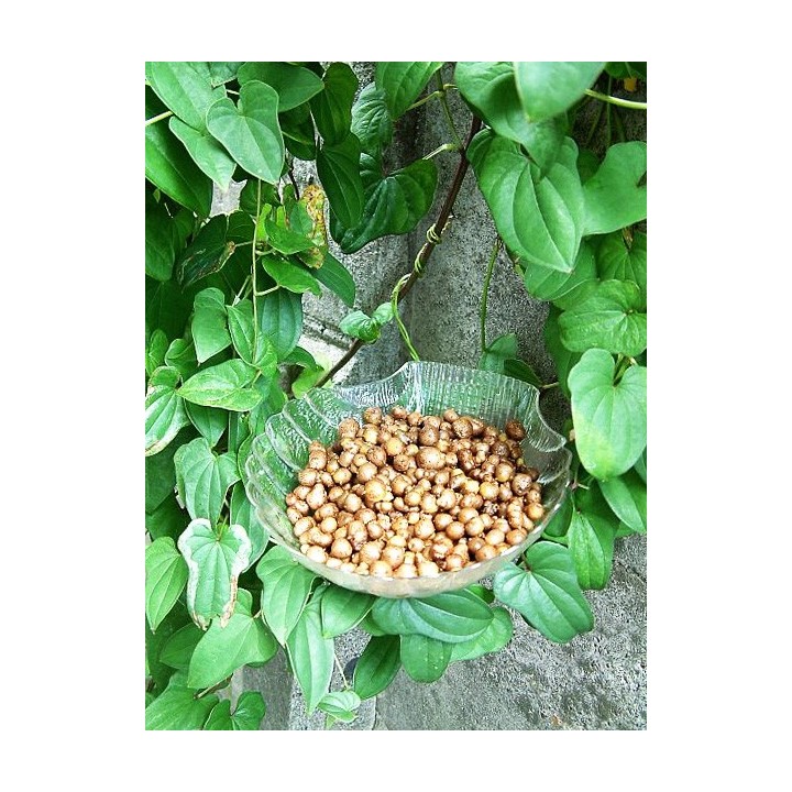 Chinese yam - 1 plant