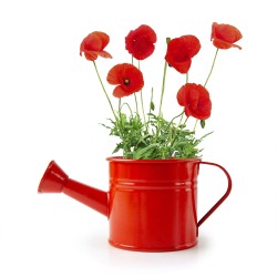 Mini red watering can with poppy seeds