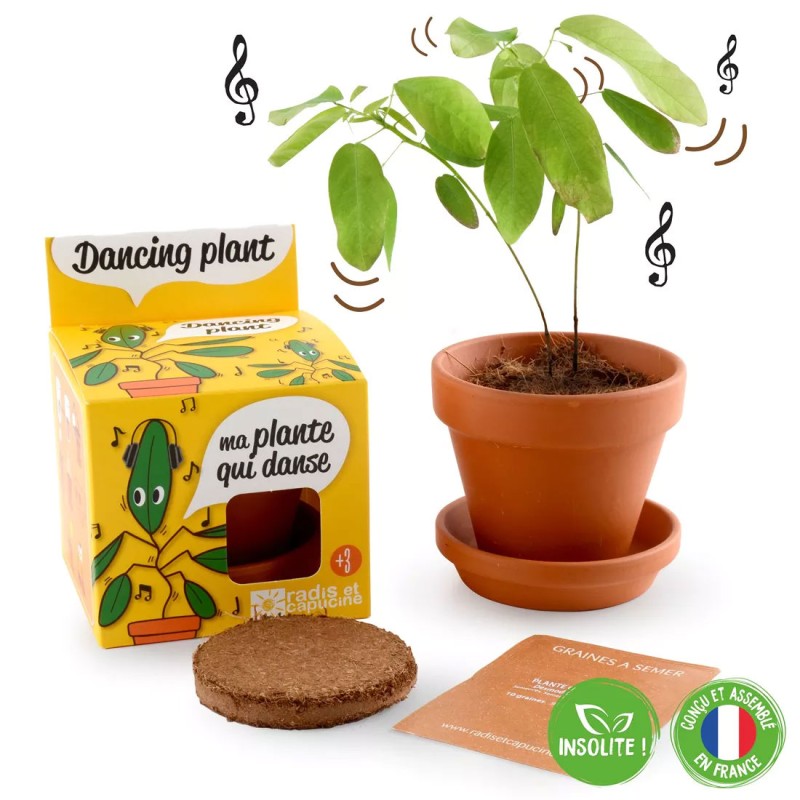 Kit Dancing Plant Seeds