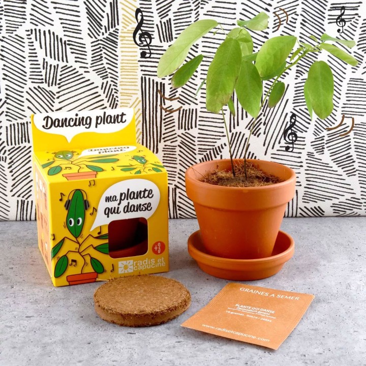 Kit Dancing Plant Seeds (Desmodium gyrans or Codariocalyx motorius)