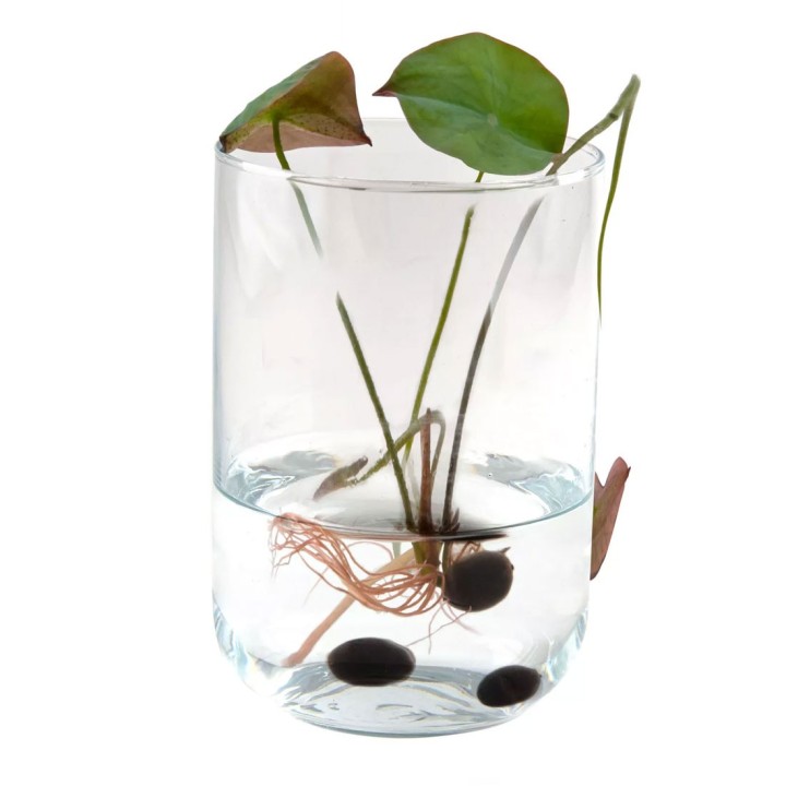 Lotus Grow Kit (with Seeds)