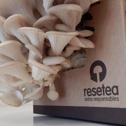 Oyster Mushroom Self-Cultivation Kit