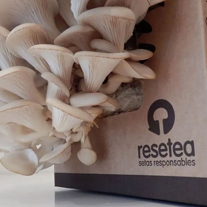 Oyster Mushroom Self-Cultivation Kit