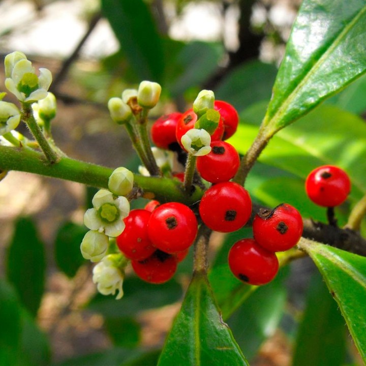 Yerba mate - Plant