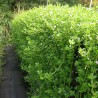 Bacopa monnieri plant