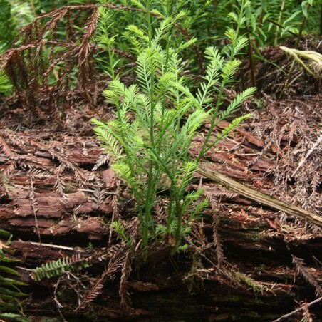 Coast redwood - 1 young plant