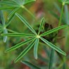 Lupinus angustifolius seeds