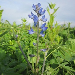 blue lupin seeds