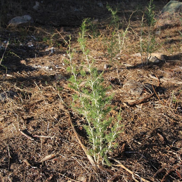 Asparagus, White (Asparagus albus) seeds | AmongSeeds
