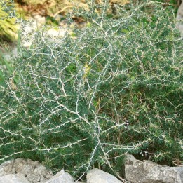 Asparagus albus seeds