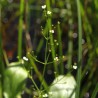 Alisma plantago-aquatica seeds