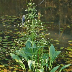 Water plantain - Seeds