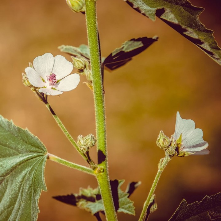 Marshmallow seeds (Althaea officinalis) | Flower seeds