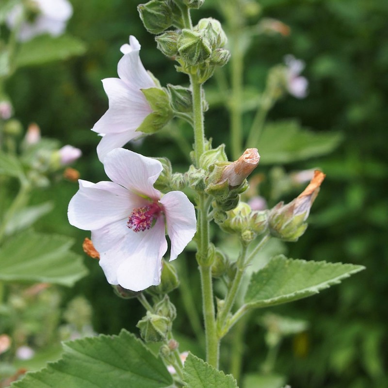 Althaea officinalis seeds