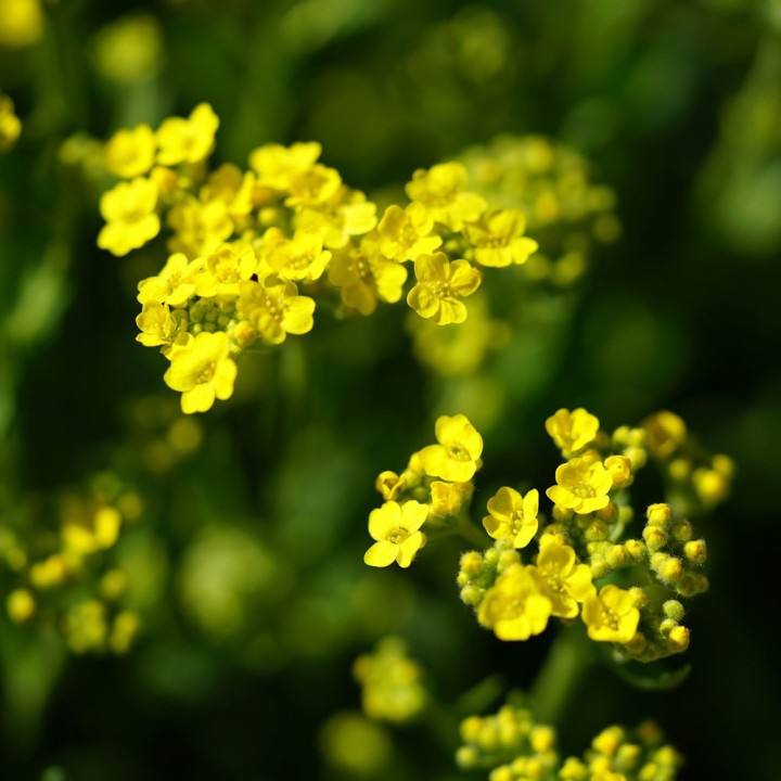 Golden mountain madwort seeds (Alyssum montanum Gold)