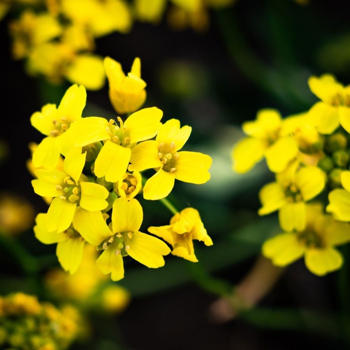 Golden mountain madwort seeds (Alyssum montanum Gold)