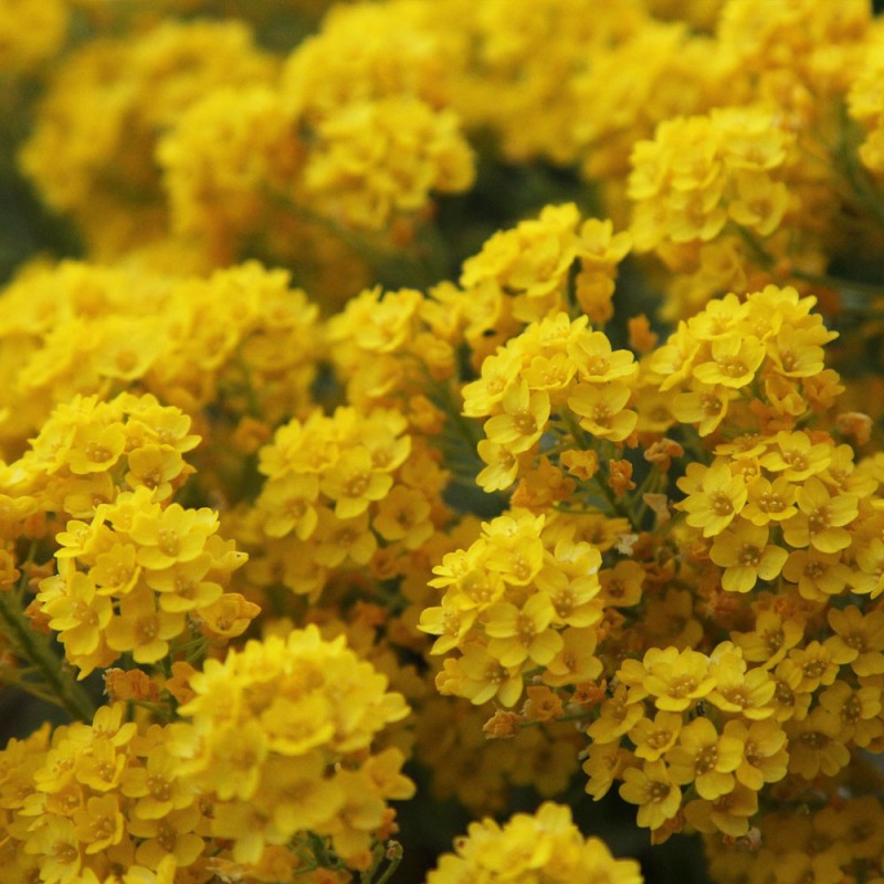 Alyssum montanum Gold seeds