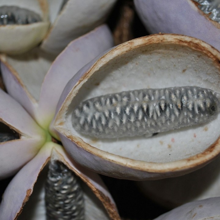 Akebia Quinata - 1 Plant