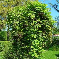 Akebia quinata - 1 Plant