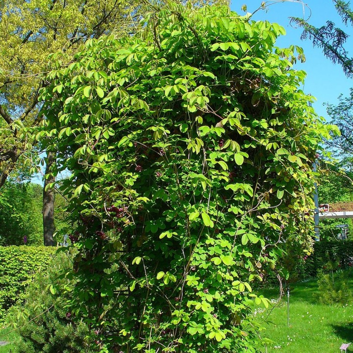 Akebia Quinata - 1 Plant