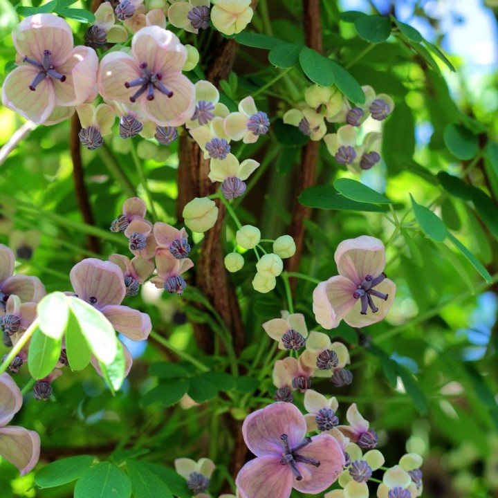 Akebia Quinata - 1 Plant