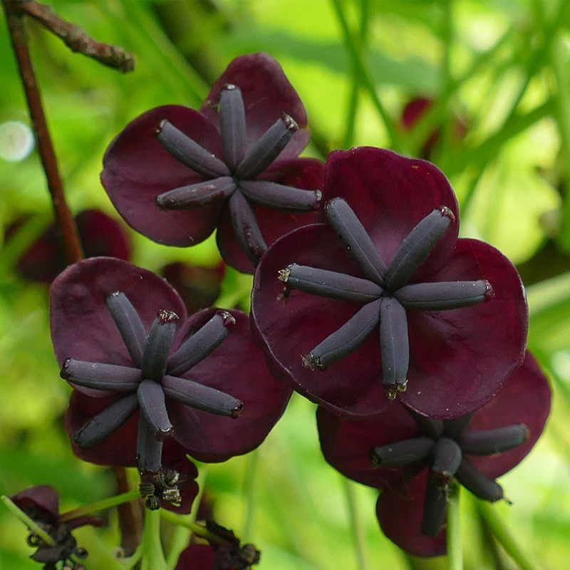 Akebia quinata - 1 Plant