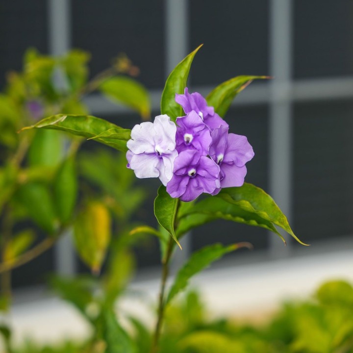 Brunfelsia Uniflora - 1 plant