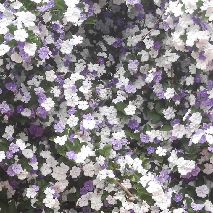 Brunfelsia Uniflora - 1 plant