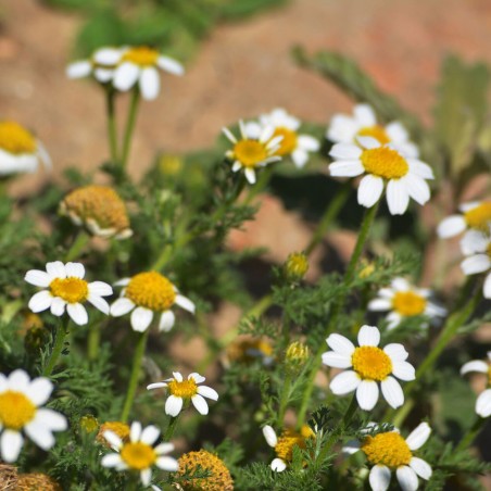 Anthemis maritima seeds