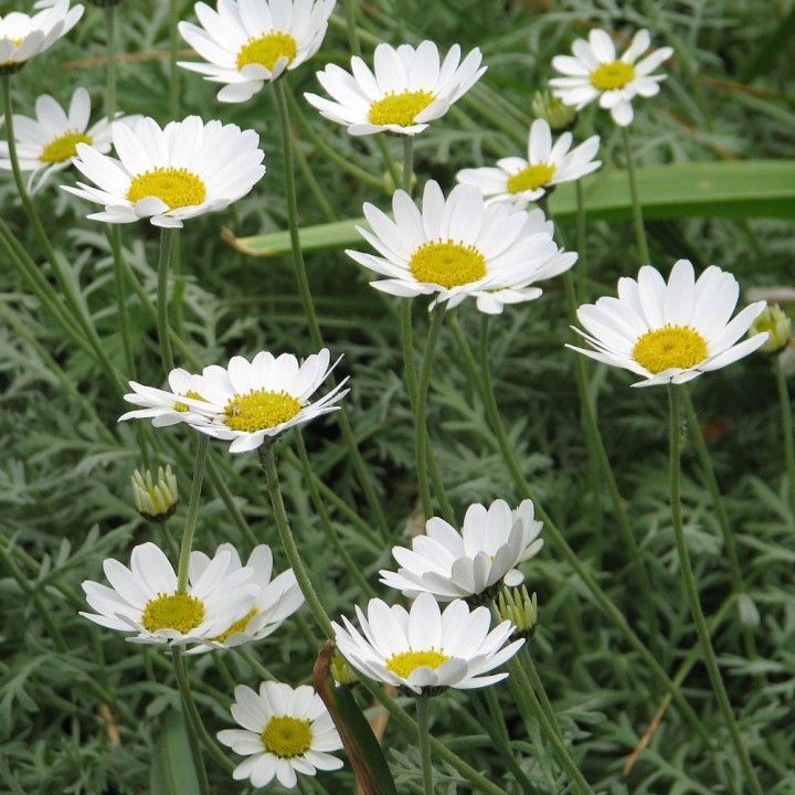 Sea chamomile seeds (Anthemis maritima) | AmongSeeds