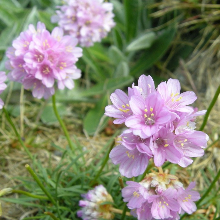 Sea thrift - Seeds (Armeria maritima) | AmongSeeds