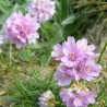 Sea thrift - Seeds