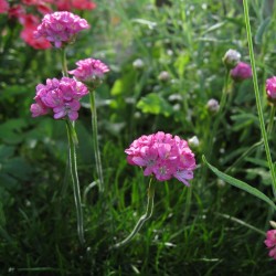 Armeria maritima seeds