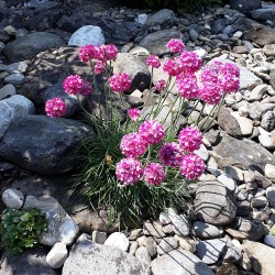 Sea thrift - Seeds