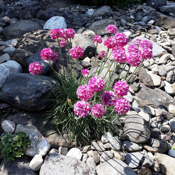 Sea thrift - Seeds (Armeria maritima) | AmongSeeds
